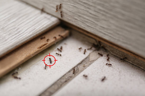 Best Affordable Pest Control Services  in Bowdon, GA